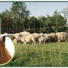 Malla para Cabras y Ovejas